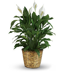 Simply Elegant Spathiphyllum - Peace Lily 10" 